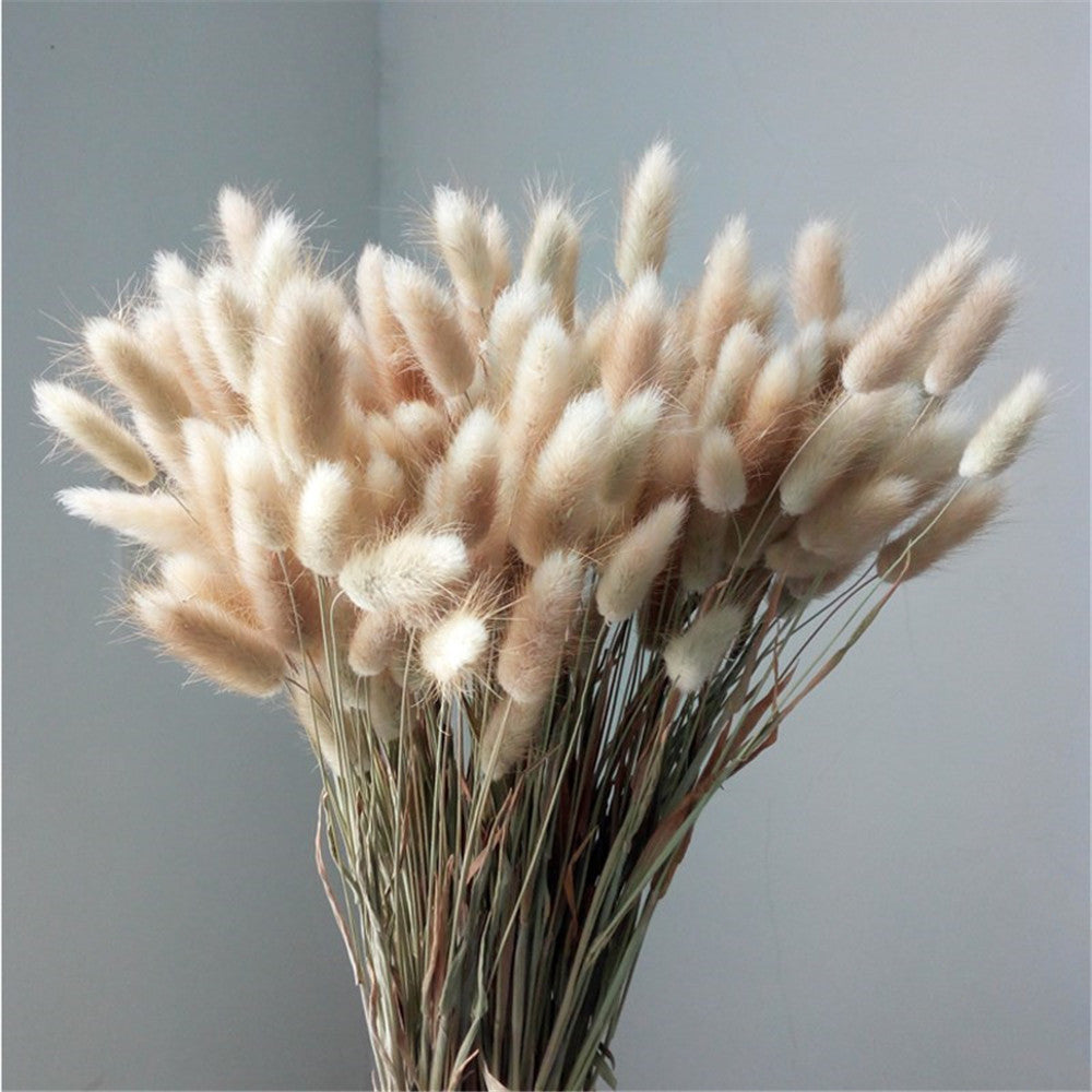 Dried Fox Tail