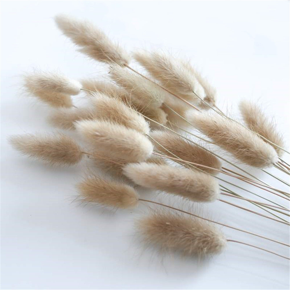 Dried Fox Tail