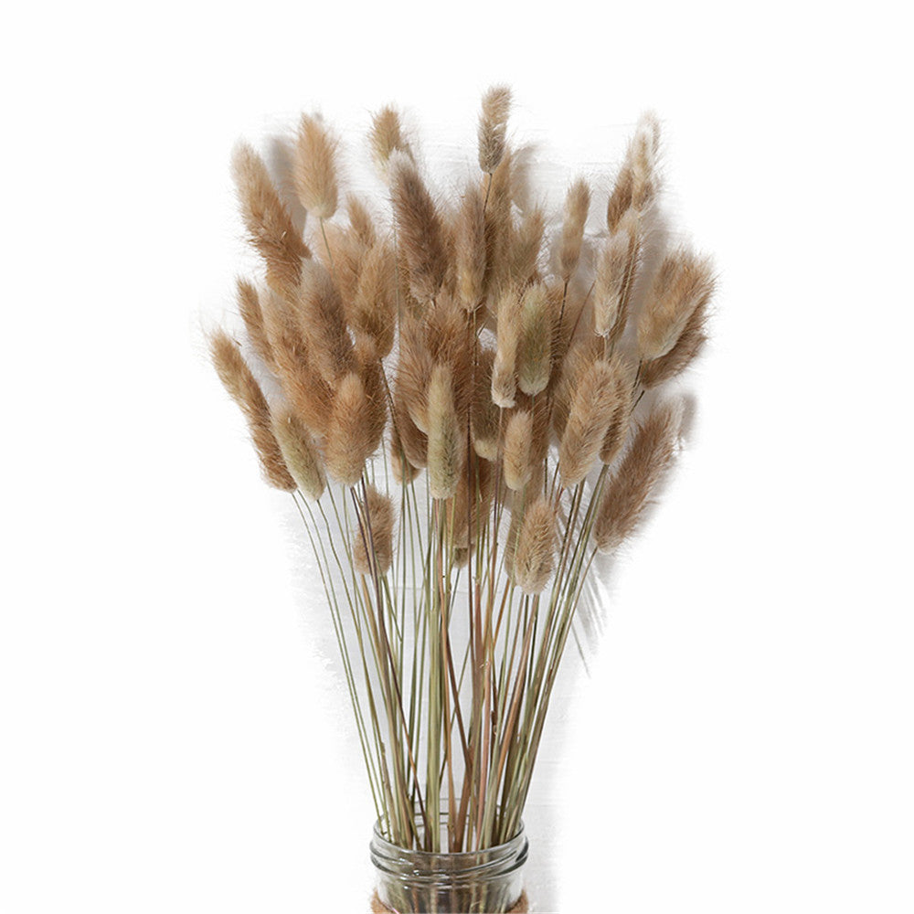 Dried Fox Tail